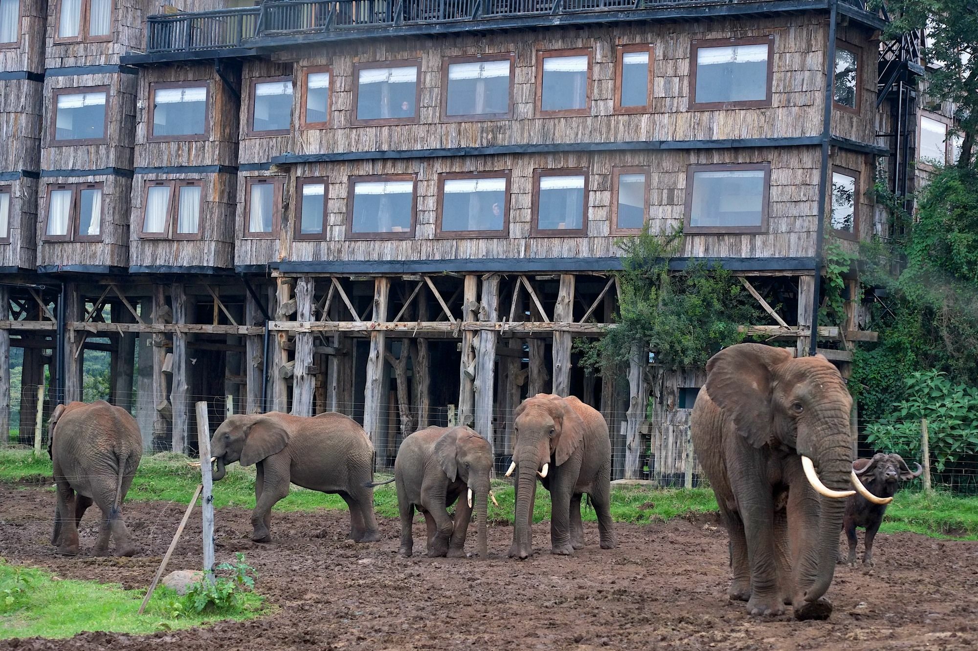 Treetops Mweiga Екстериор снимка